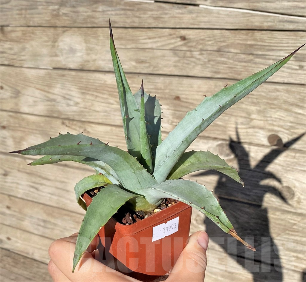 SHPR38993 Agave sebastiana - Image 2
