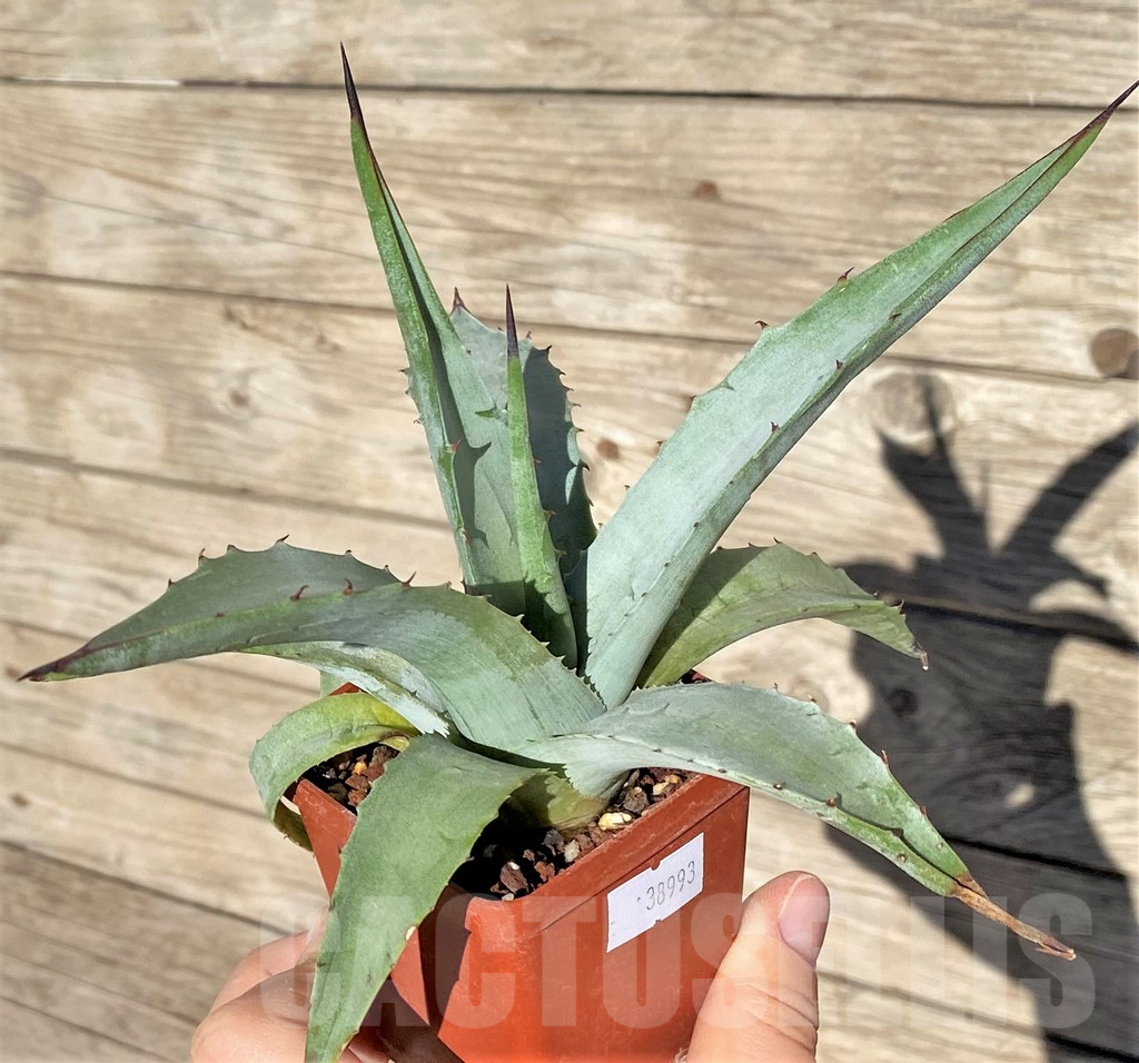 SHPR38993 Agave sebastiana
