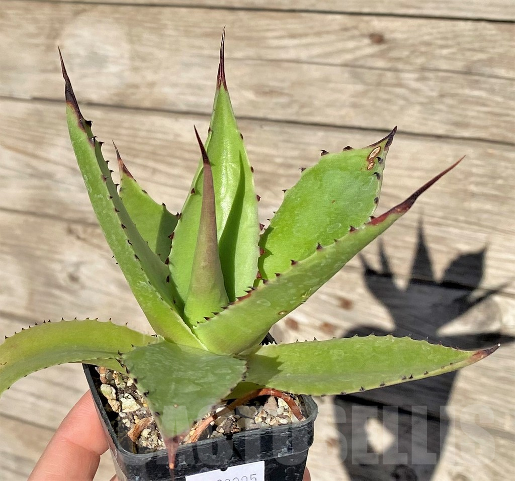 SHPR38995 Agave chiapensis - Image 2