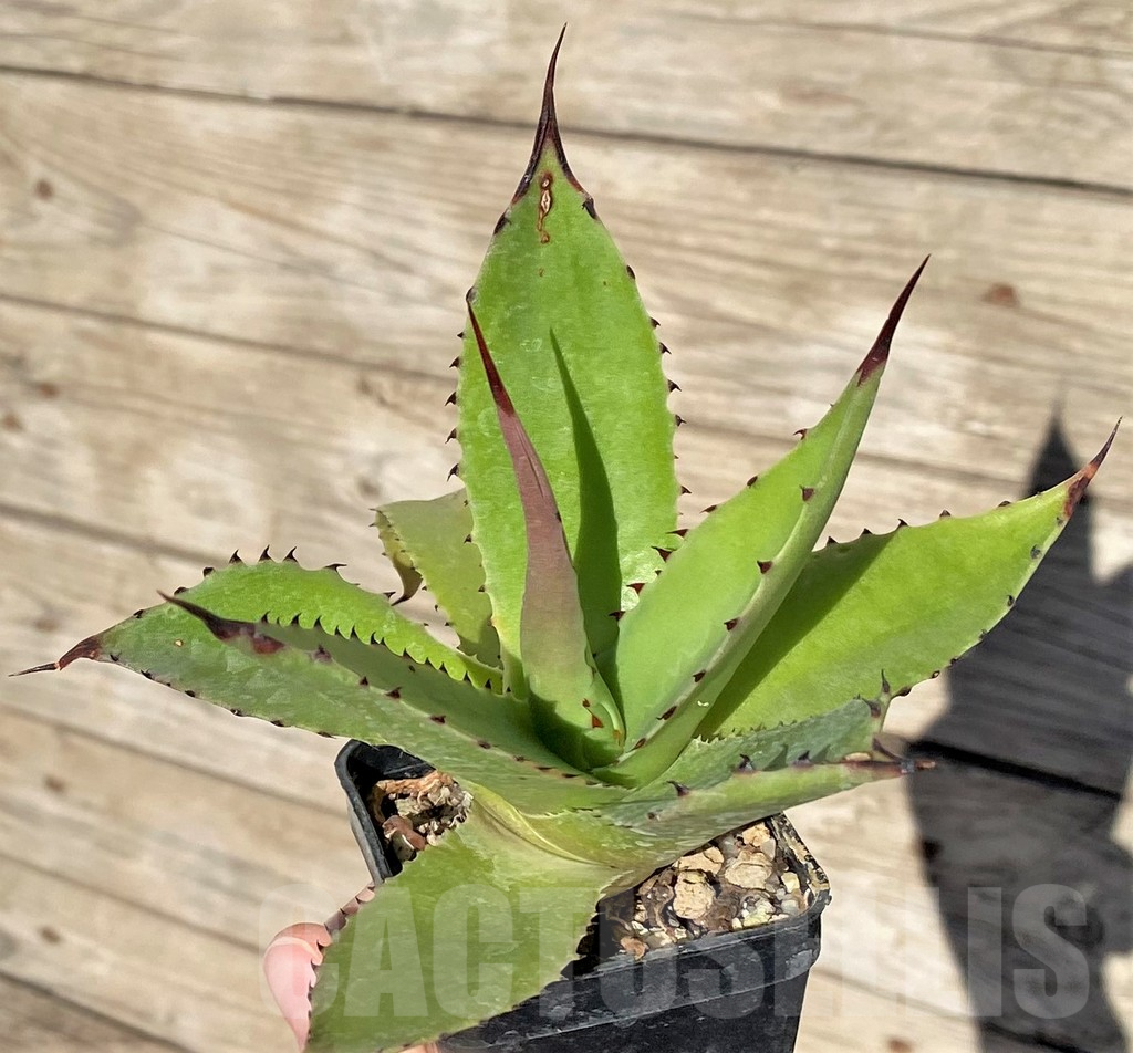 SHPR38995 Agave chiapensis