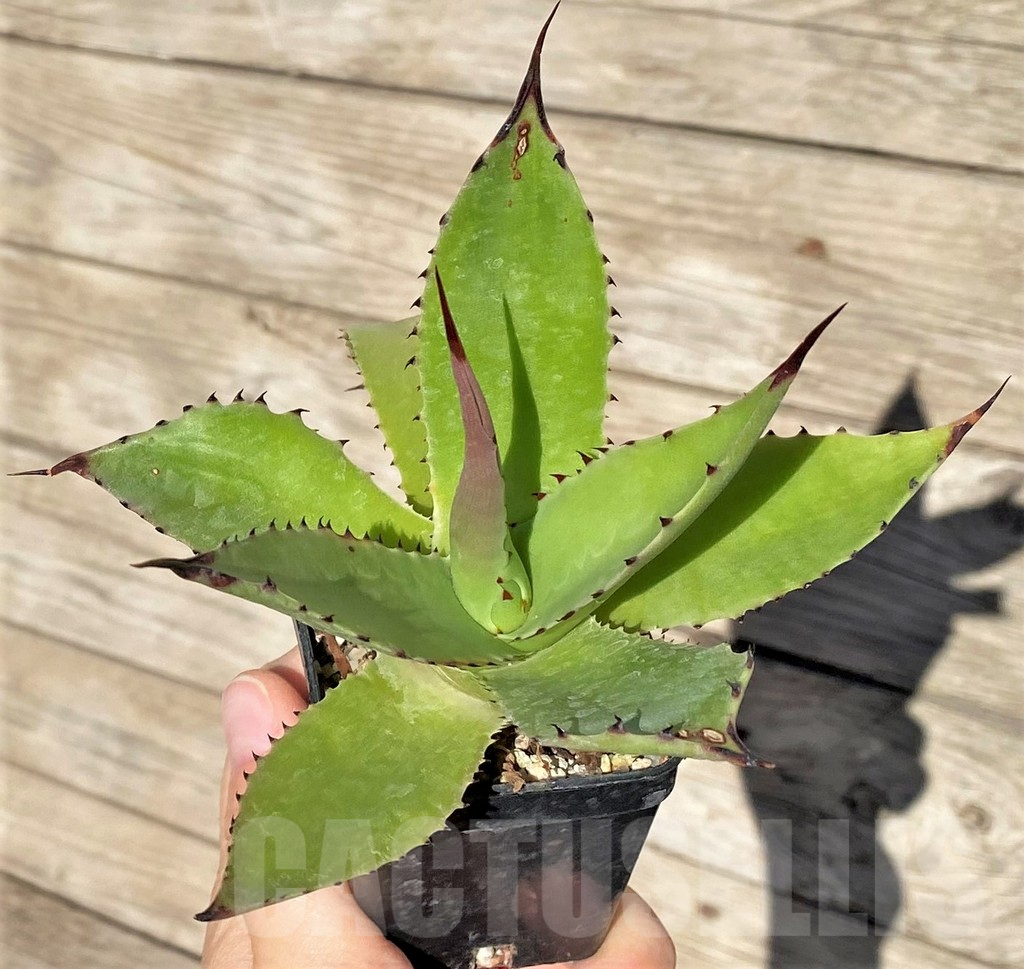 SHPR38995 Agave chiapensis - Image 3