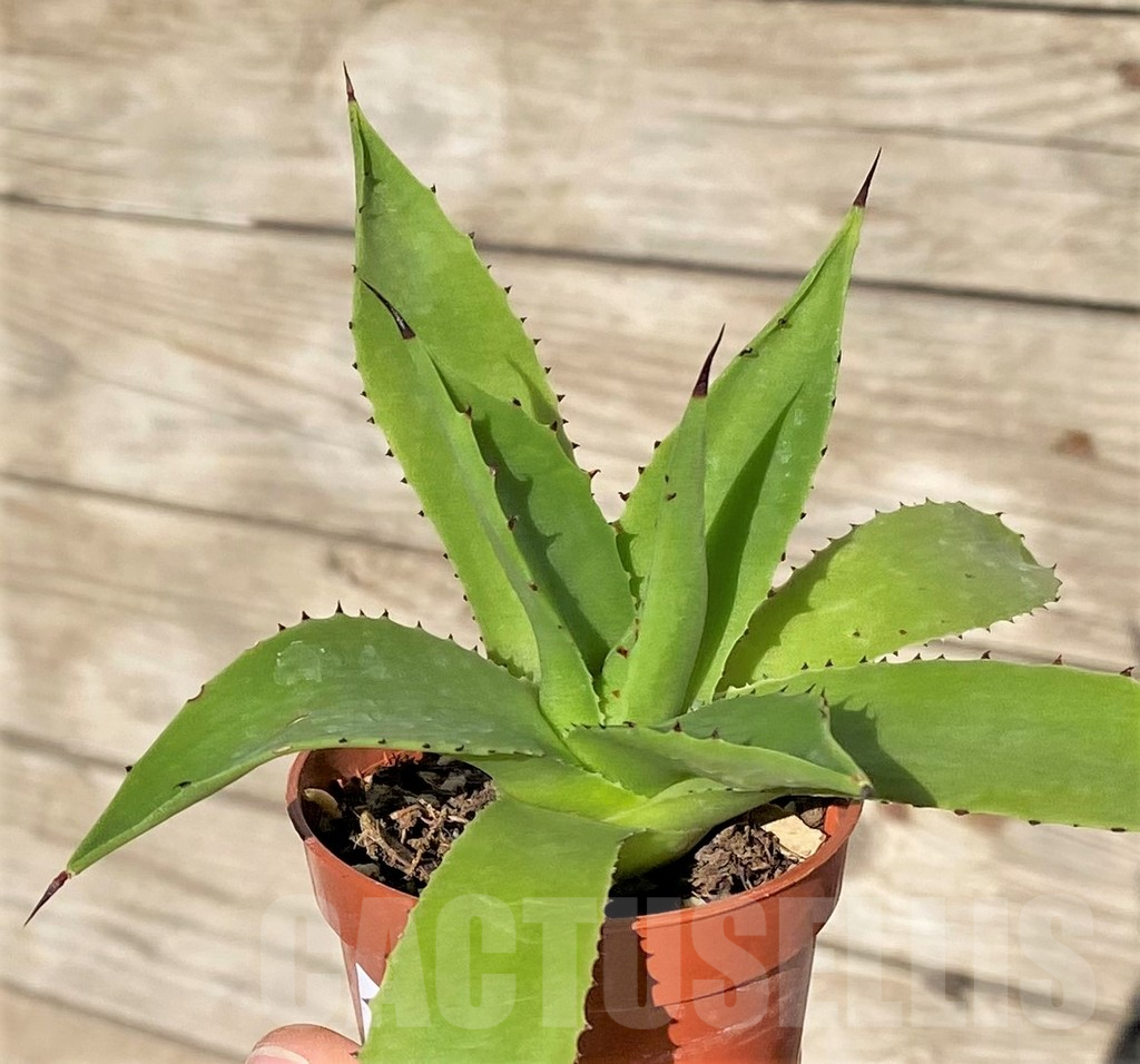 SHPR38996 Agave chiapensis - Image 2