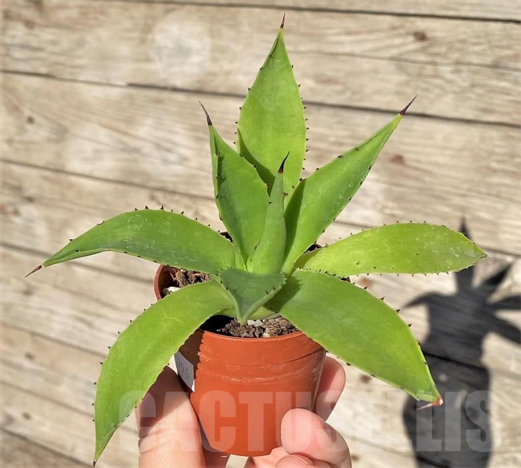 SHPR38996 Agave chiapensis
