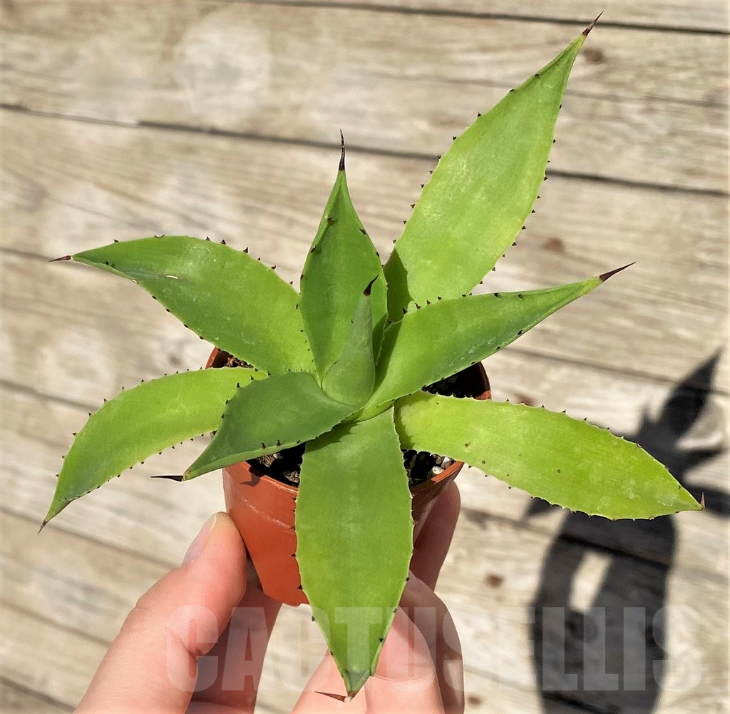 SHPR38996 Agave chiapensis - Image 3