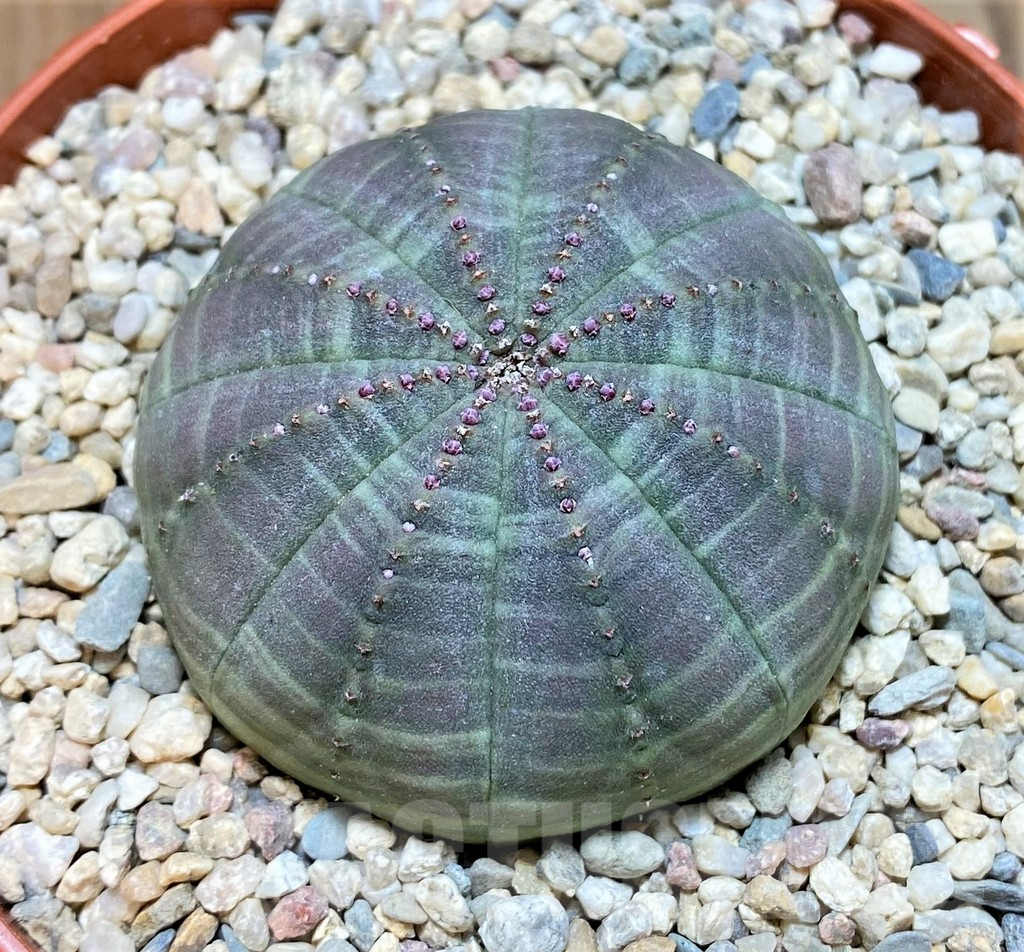 SHPR38967 Euphorbia obesa