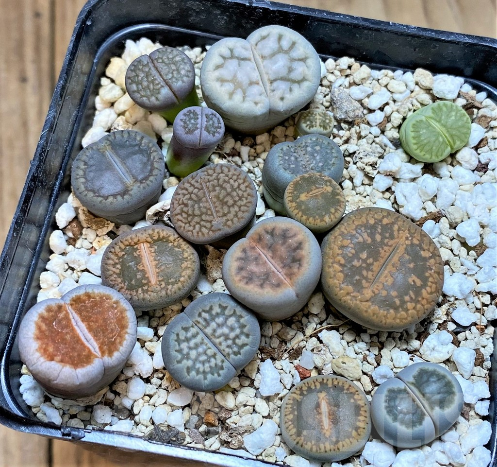 SHPR38968 Lithops mix
