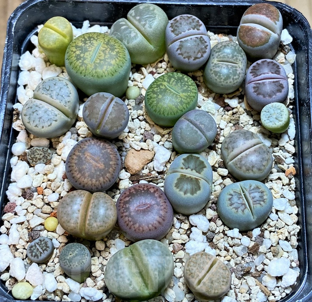 SHPR38970 Lithops mix