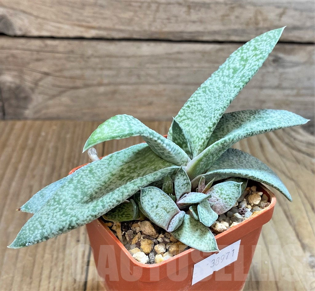 SHPR38971 Gasteria glauca - 画像 (2)