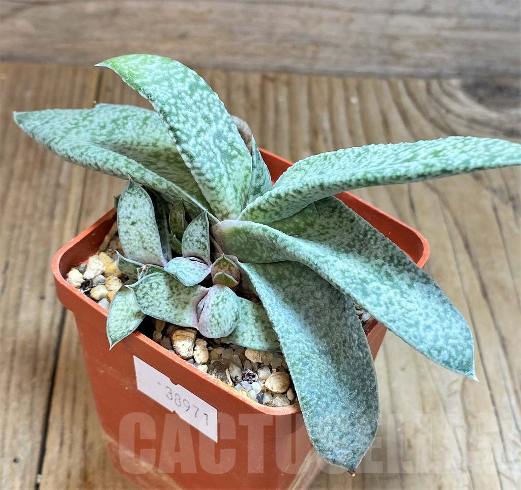 SHPR38971 Gasteria glauca