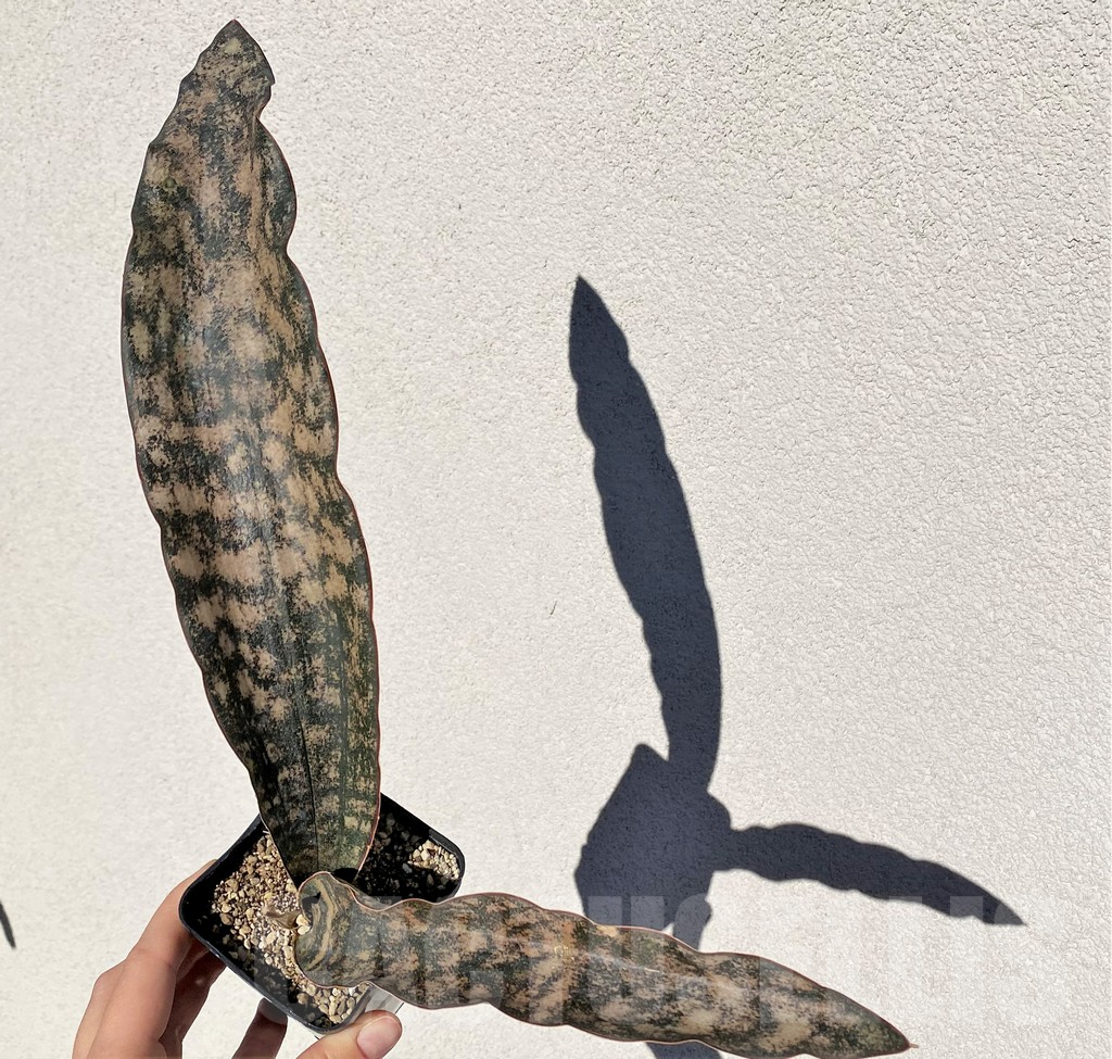 SHPR38986 Sansevieria ‘Kirkii Brown’ - Image 2