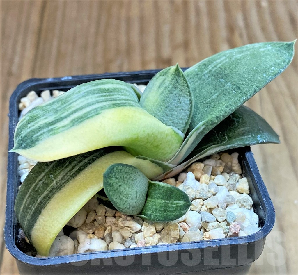 SHPR38973 Gasteria hybrid f. variegata