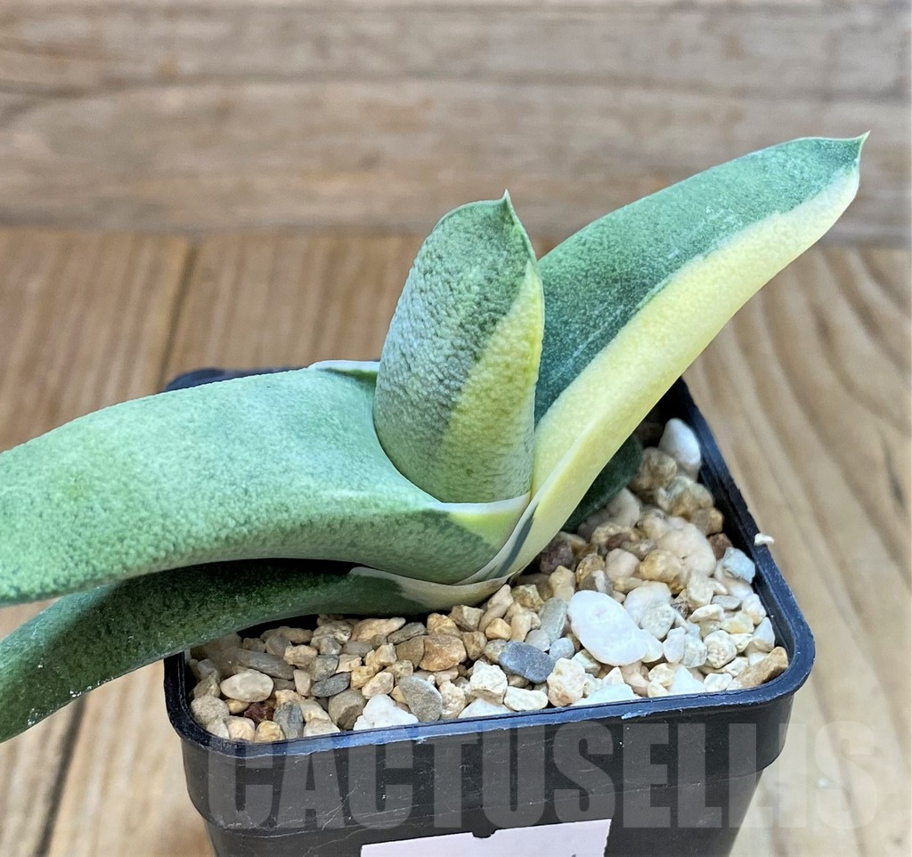 SHPR38974 Gasteria hybrid f. variegata