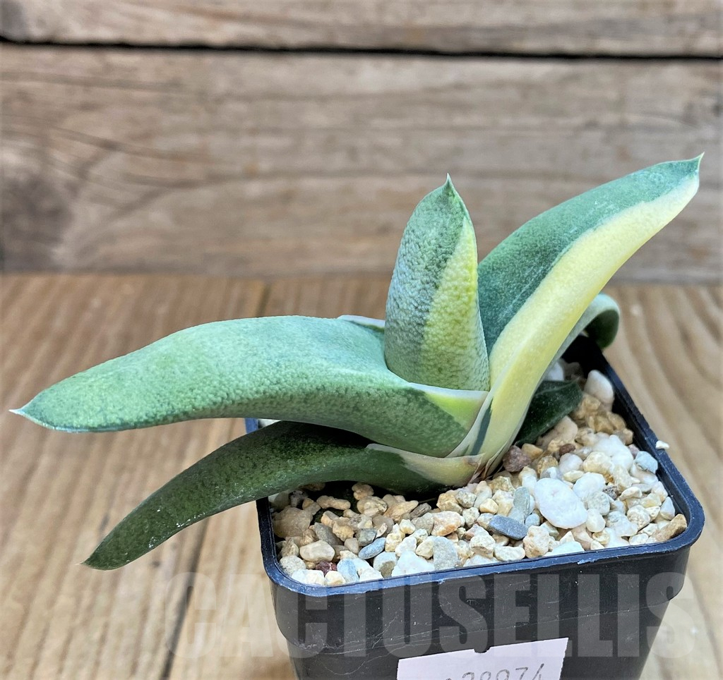 SHPR38974 Gasteria hybrid f. variegata – Bild 2