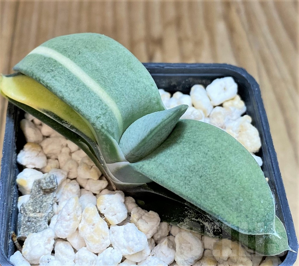 SHPR38975 Gasteria hybrid f. variegata