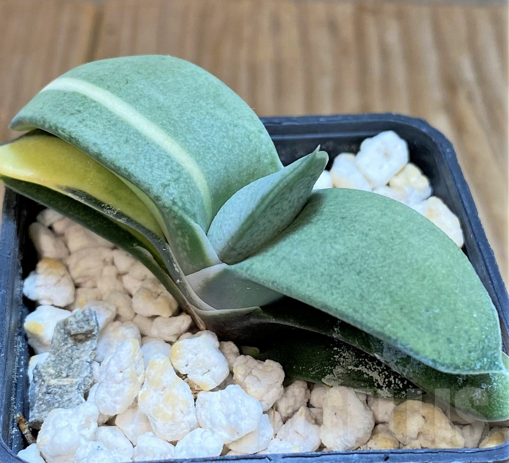 SHPR38975 Gasteria hybrid f. variegata - Image 2