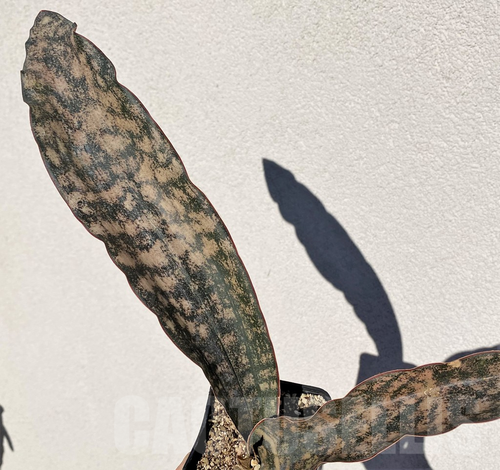 SHPR38986 Sansevieria ‘Kirkii Brown’