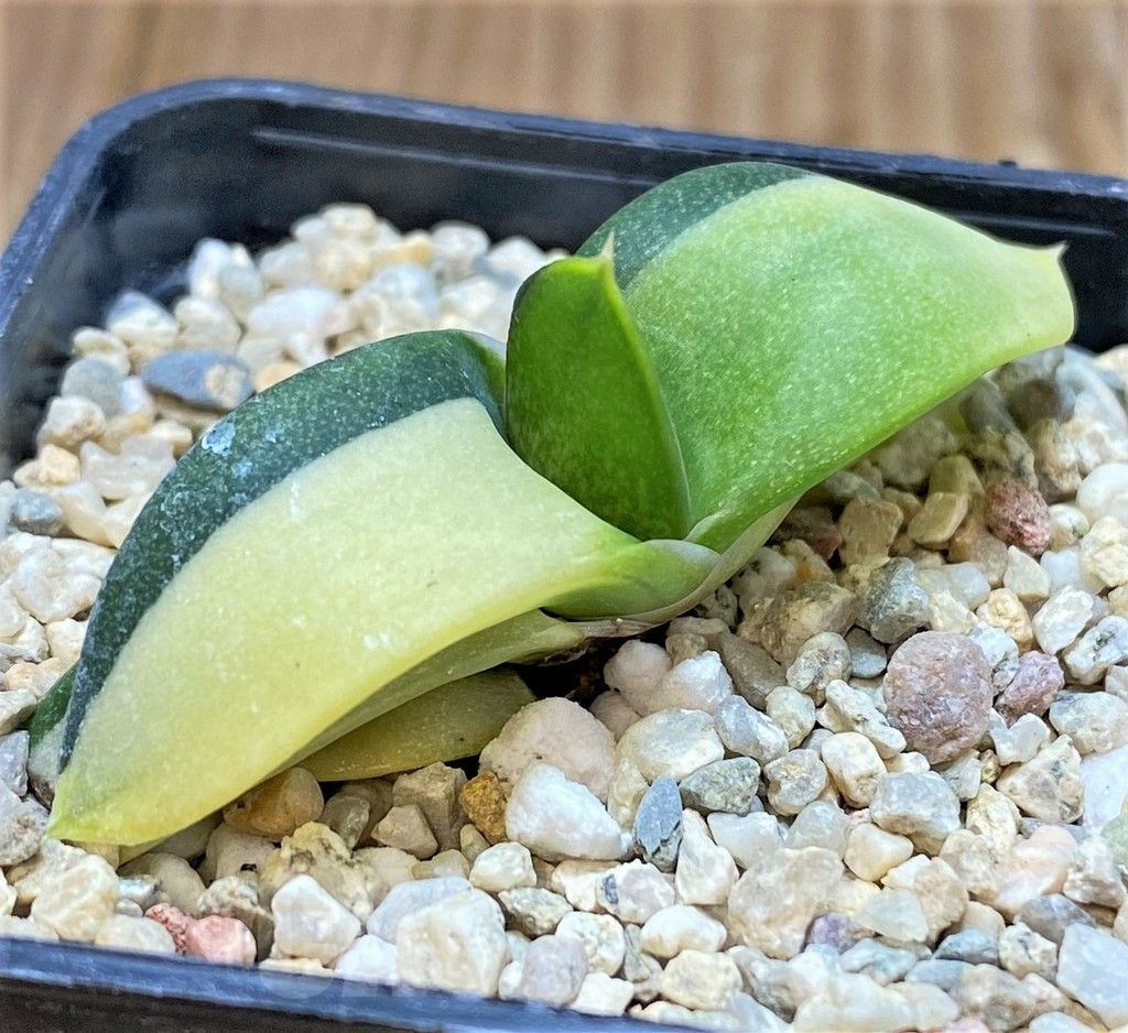 SHPR38976 Gasteria hybrid f. variegata