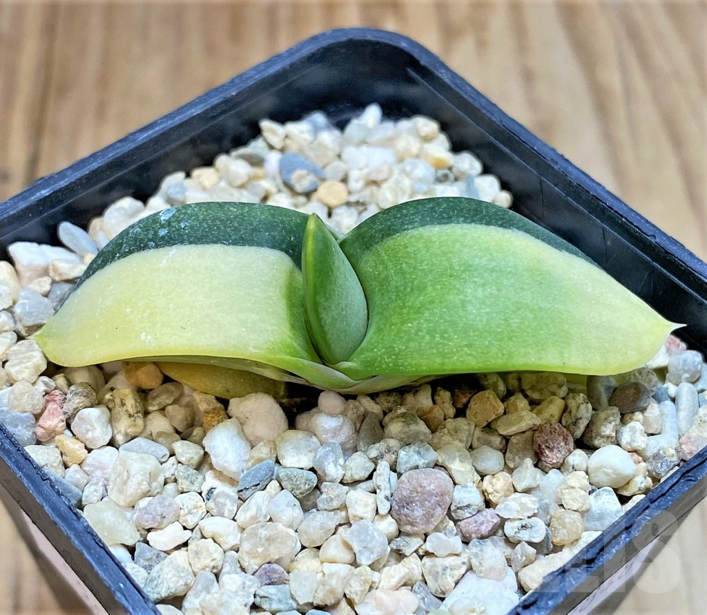 SHPR38976 Gasteria hybrid f. variegata - Image 2