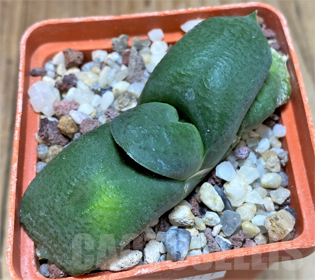 SHPR38977 Gasteria armstrongii