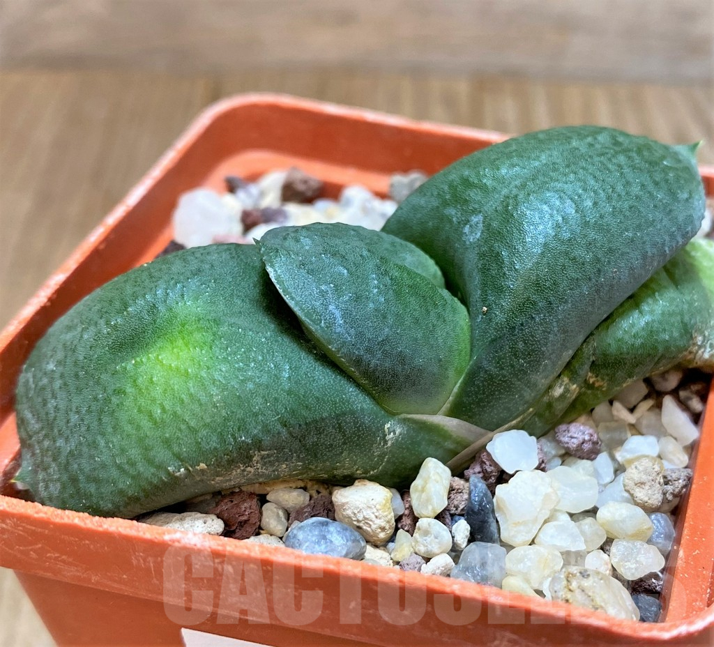 SHPR38977 Gasteria armstrongii - Зображення 2