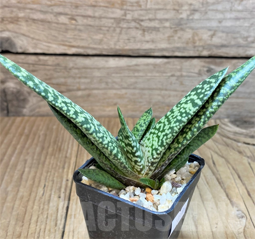 SHPR38981 Gasteria 'Snow Storm' - Image 3