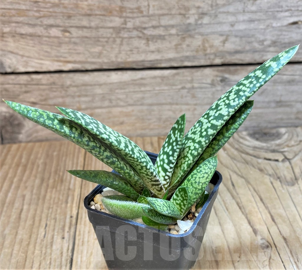 SHPR38981 Gasteria 'Snow Storm' - Image 2