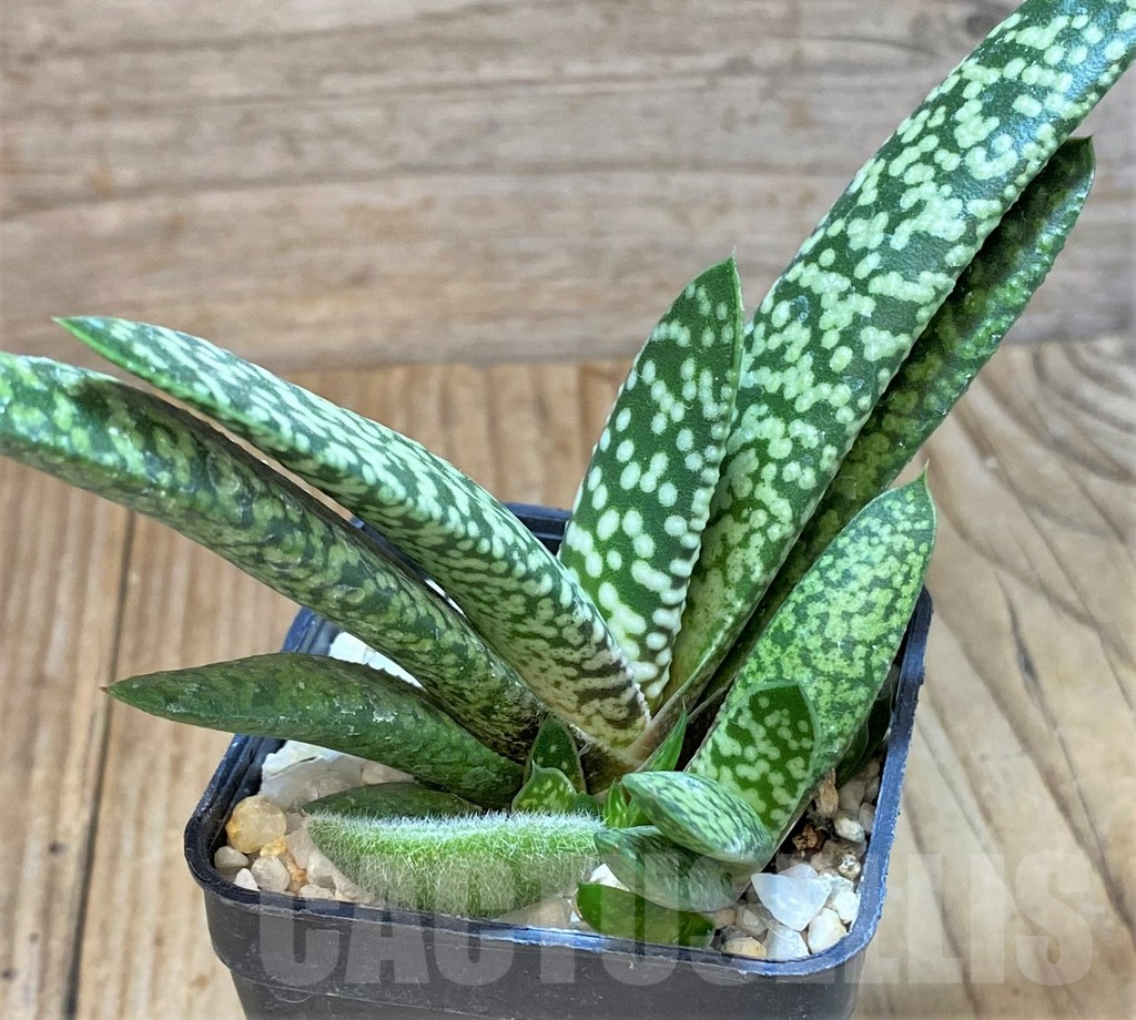 SHPR38981 Gasteria 'Snow Storm'