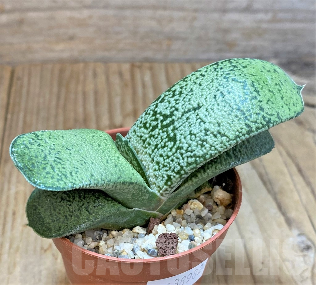 SHPR38982 Gasteria ellaphieae x baylissiana x ?