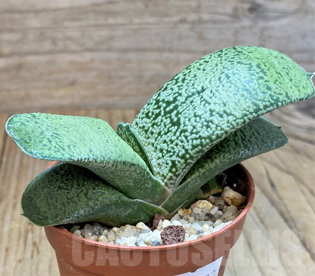 SHPR38982 Gasteria ellaphieae x baylissiana x ? - Image 2