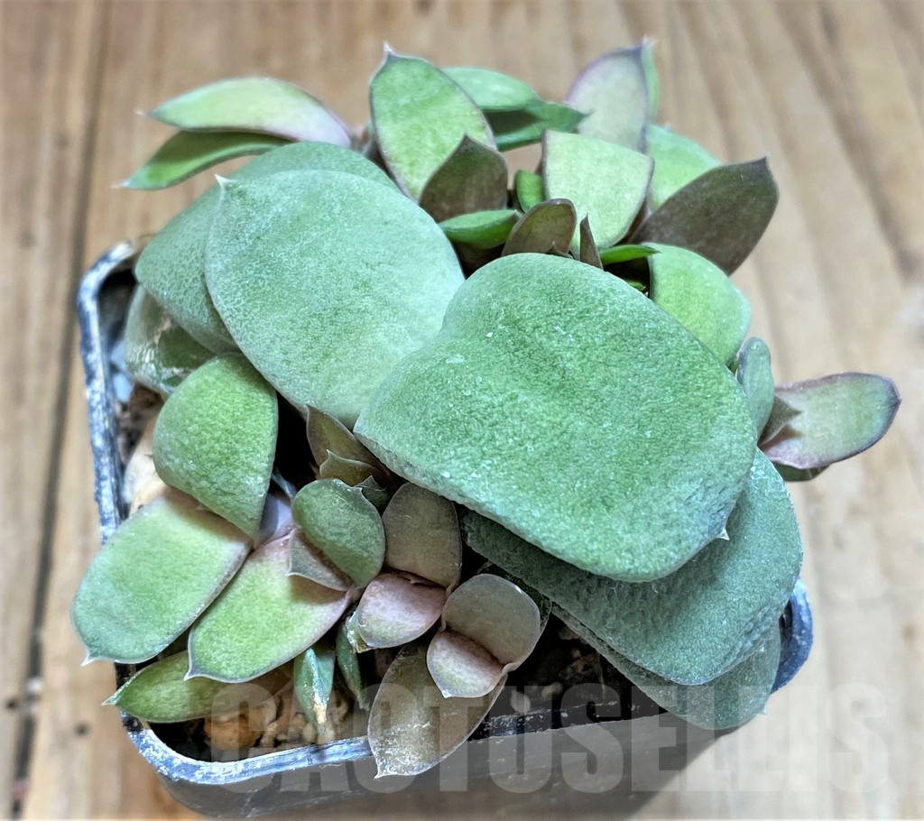 SHPR38983 Gasteria glomerata - Image 2