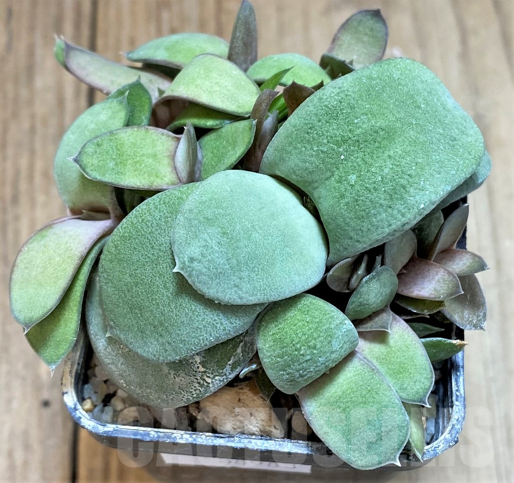 SHPR38983 Gasteria glomerata