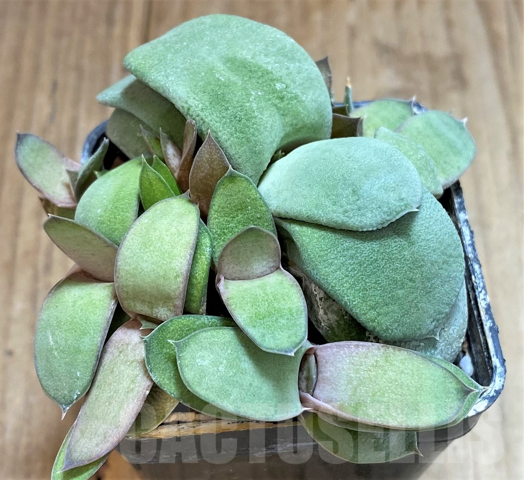 SHPR38983 Gasteria glomerata - Image 3