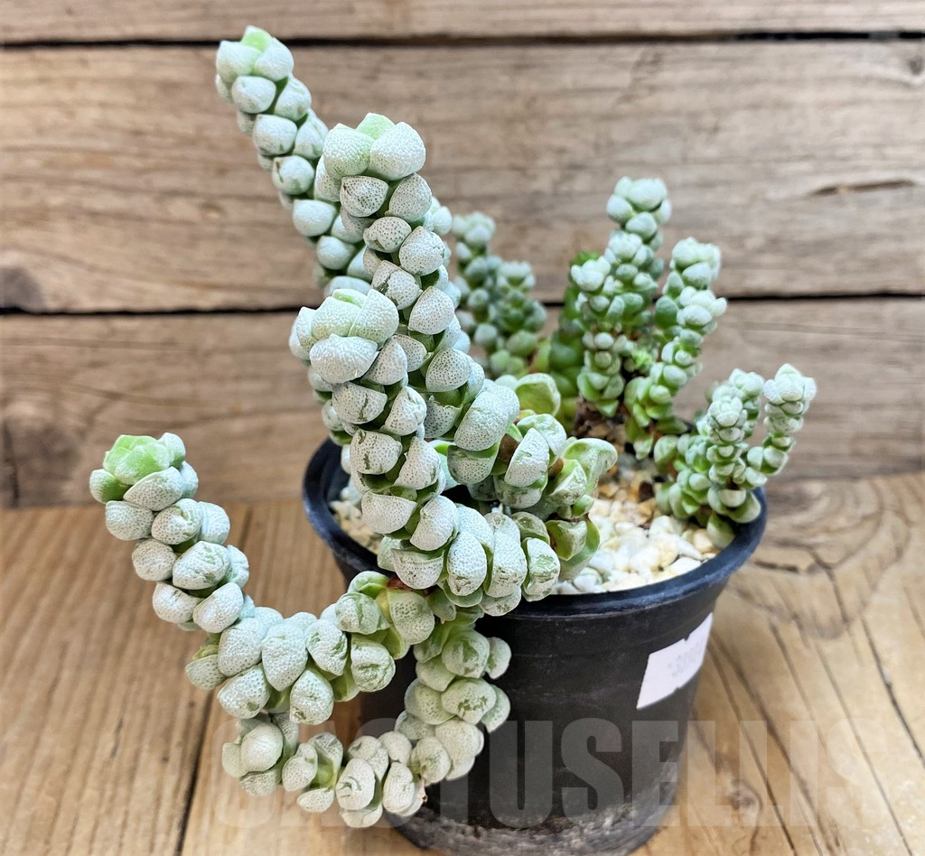 SHPR38984 Crassula deceptor