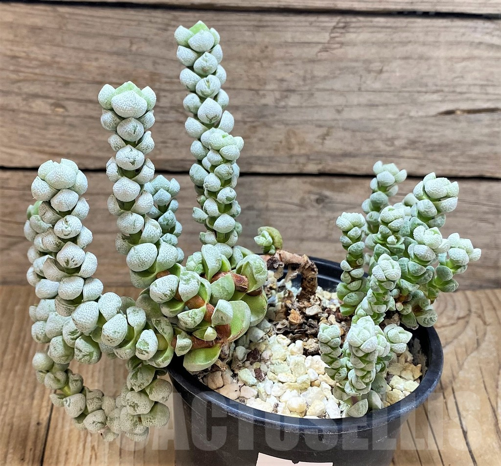 SHPR38984 Crassula deceptor - Image 2