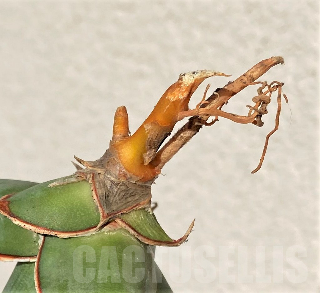 SHPR38999 Sansevieria 'Pinguicula' - Image 4