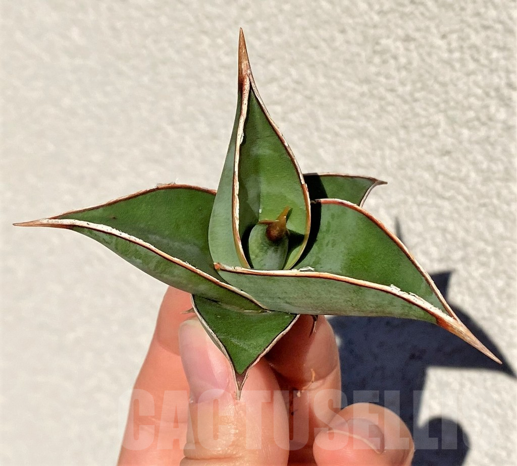 SHPR38999 Sansevieria 'Pinguicula'