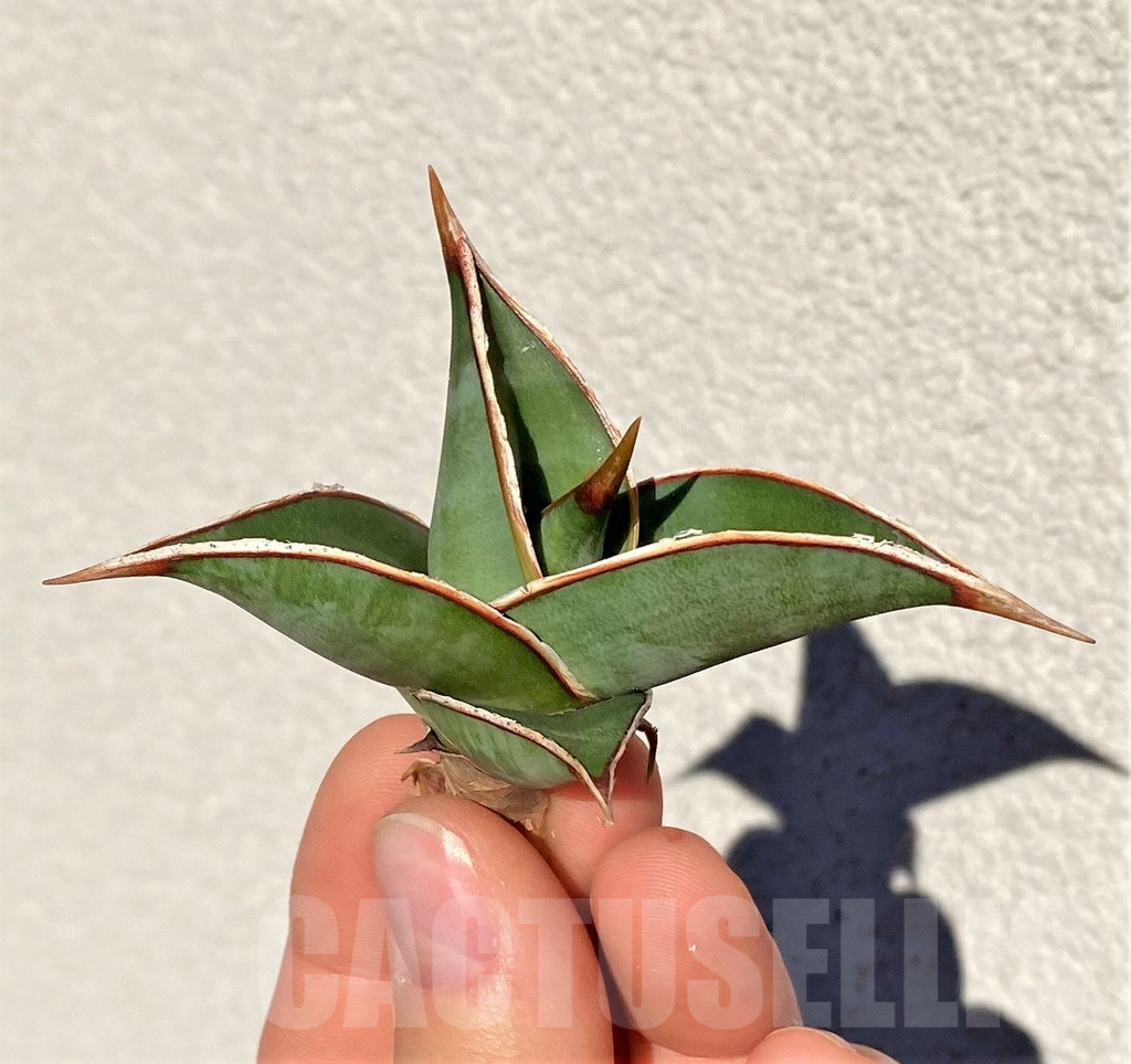 SHPR38999 Sansevieria 'Pinguicula' - Image 3