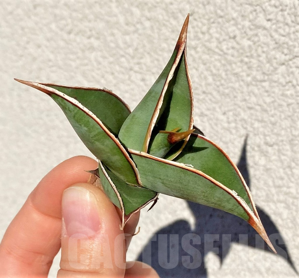 SHPR38999 Sansevieria 'Pinguicula' - Image 2