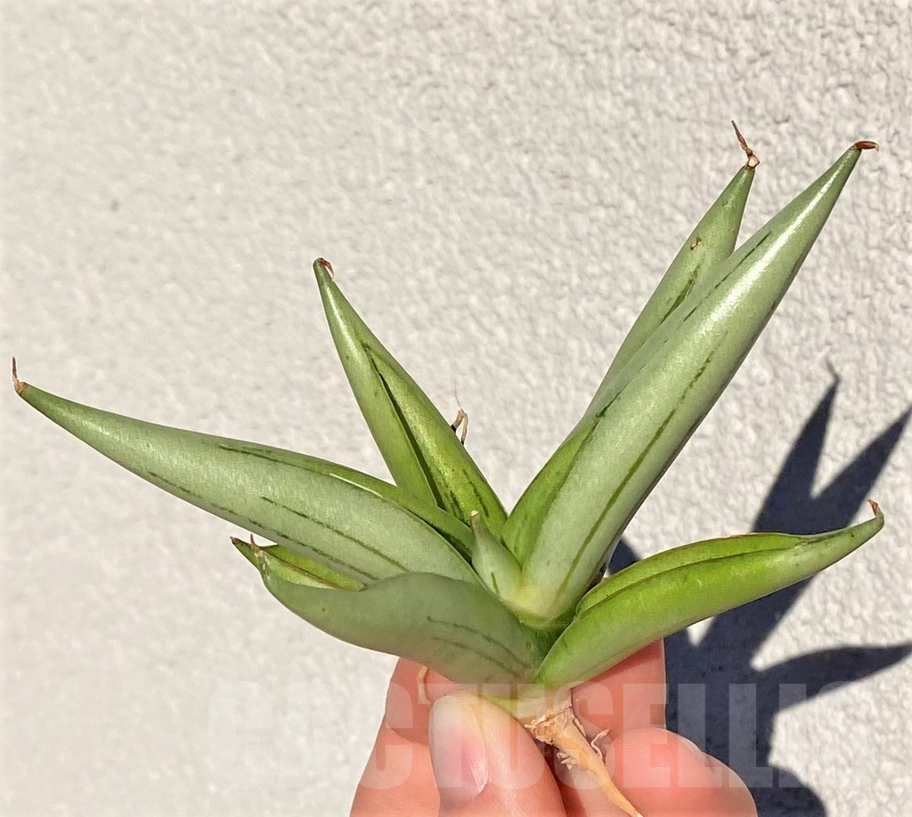 SHPR38997 Sansevieria 'Ice man' - Image 2