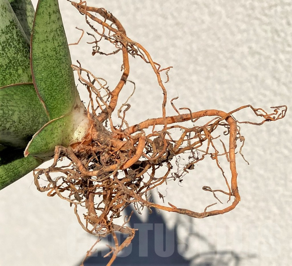 SHPR39002 Sansevieria ‘Rockman’ - Image 3