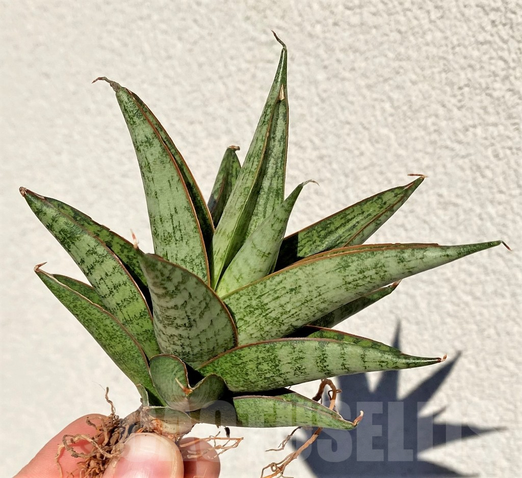 SHPR39002 Sansevieria ‘Rockman’ - Image 2