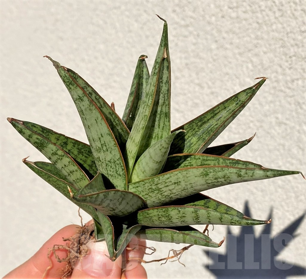 SHPR39002 Sansevieria ‘Rockman’