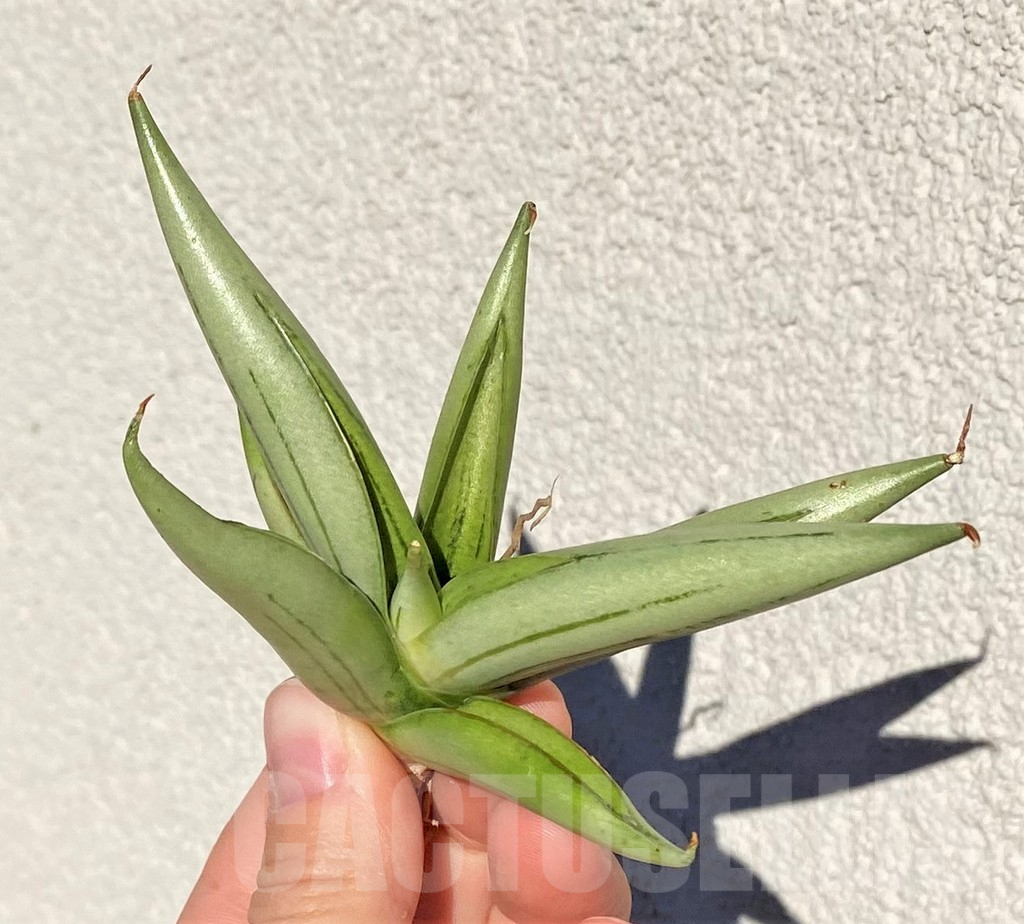 SHPR38997 Sansevieria 'Ice man'