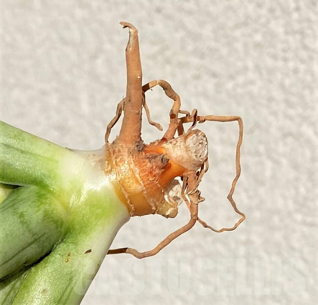 SHPR38997 Sansevieria 'Ice man' - Image 3