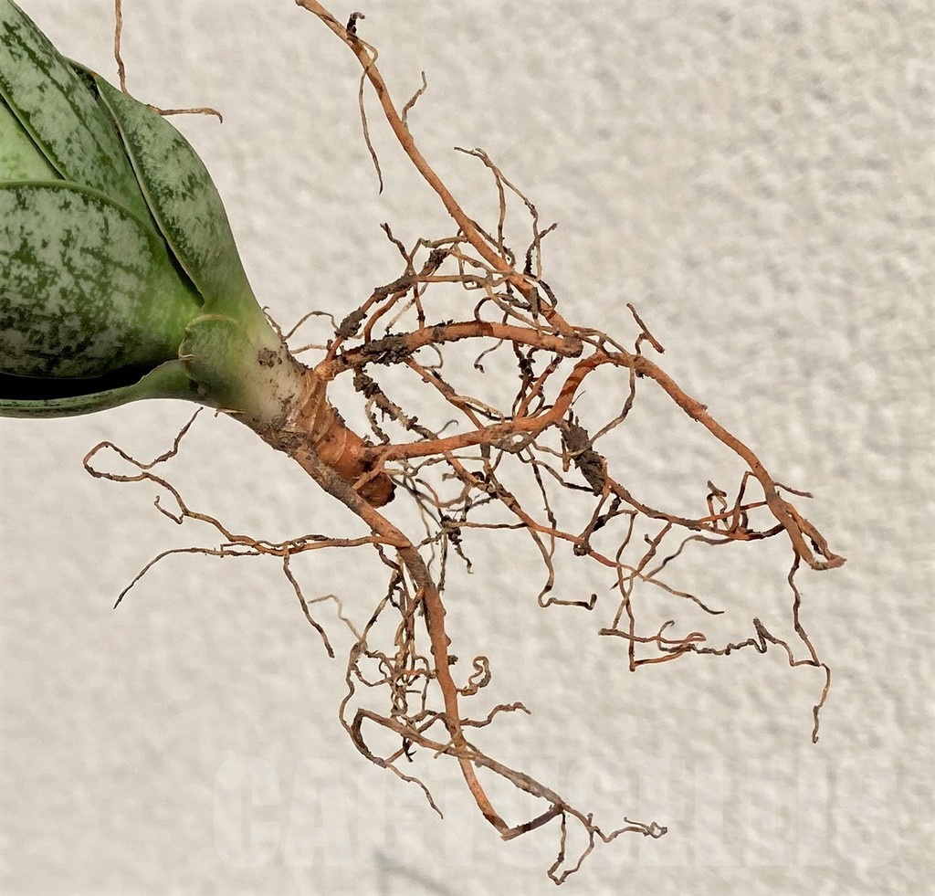 SHPR39009 Sansevieria 'Margarita' - Imagen 3