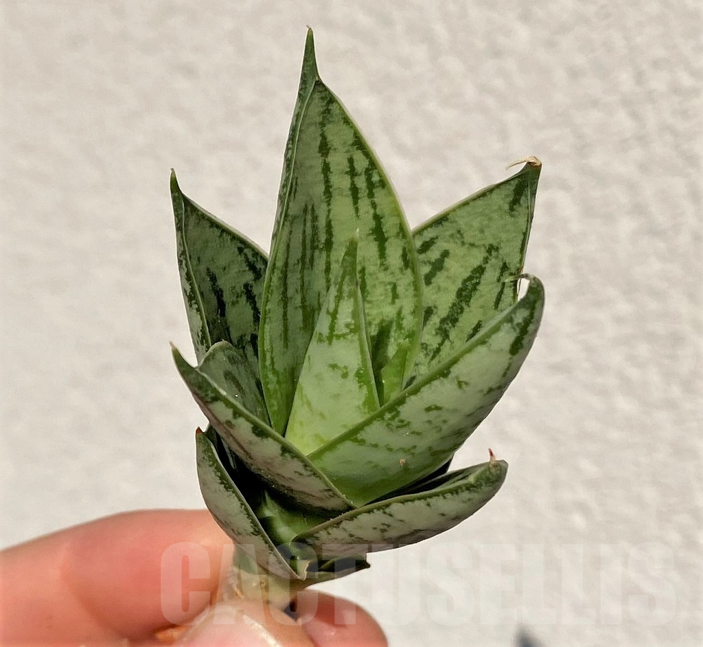 SHPR39009 Sansevieria 'Margarita' - Imagen 2