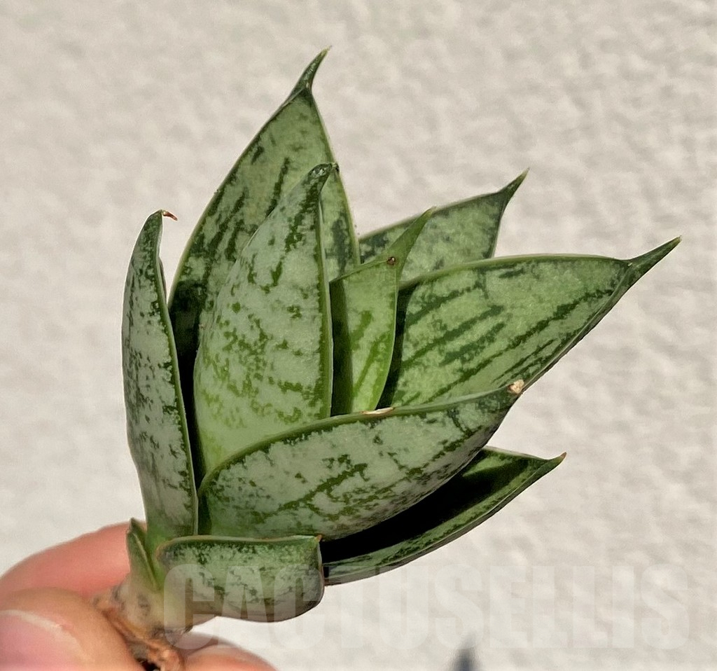 SHPR39009 Sansevieria 'Margarita'