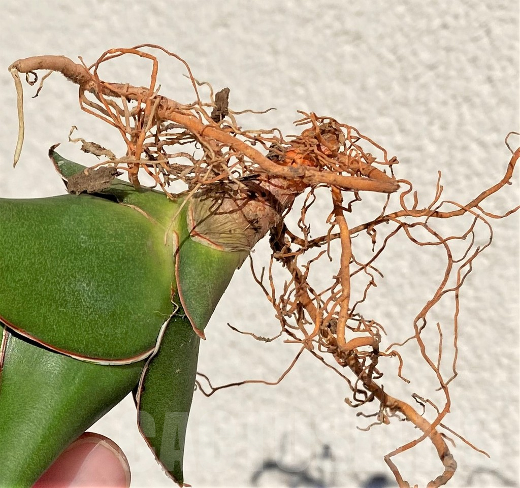 SHPR39010 Sansevieria 'Tower' - immagine 3