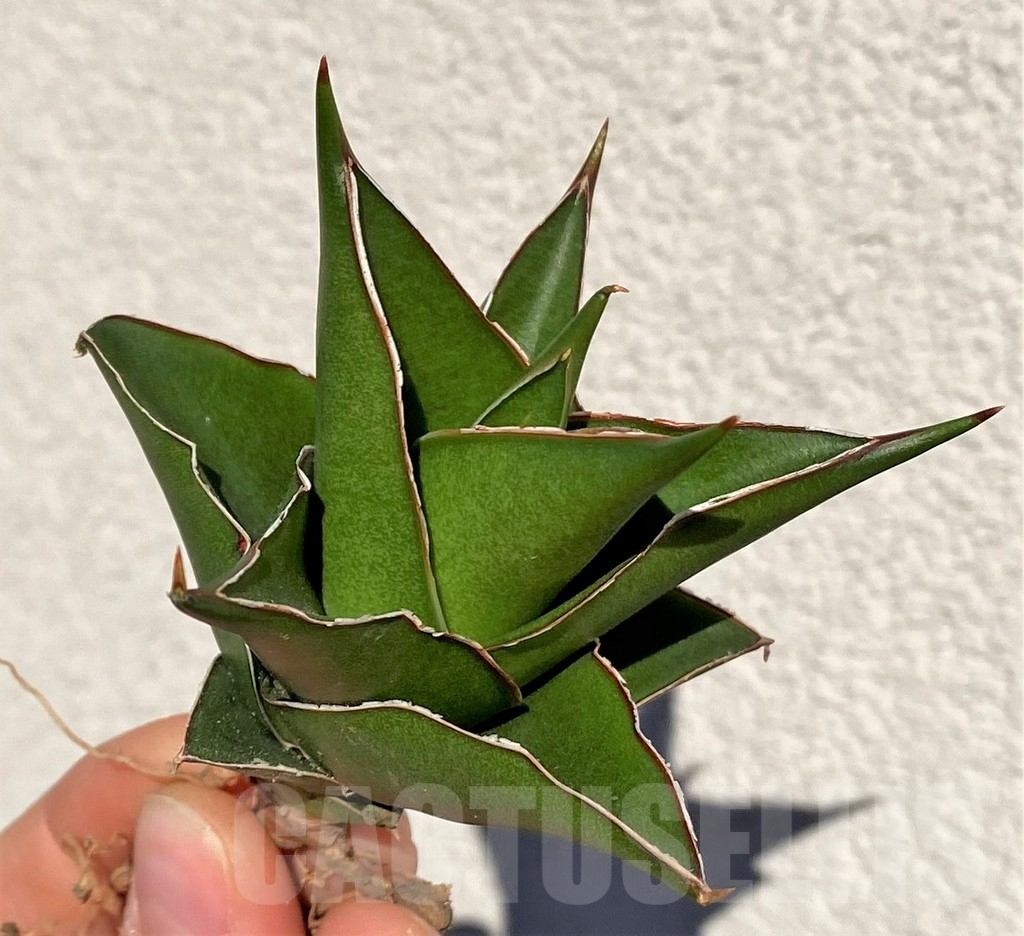 SHPR39010 Sansevieria 'Tower'