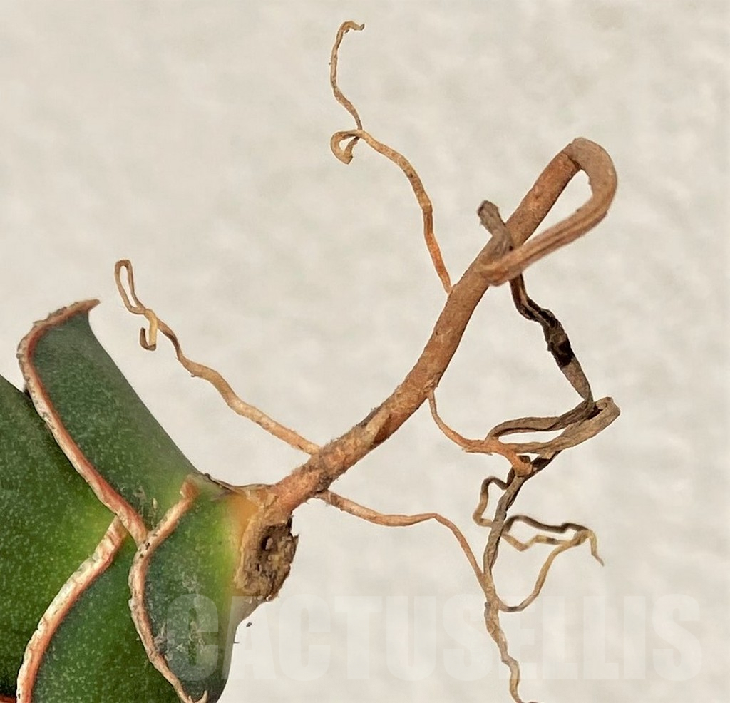 SHPR38998 Sansevieria ‘Rorida’ - Image 2